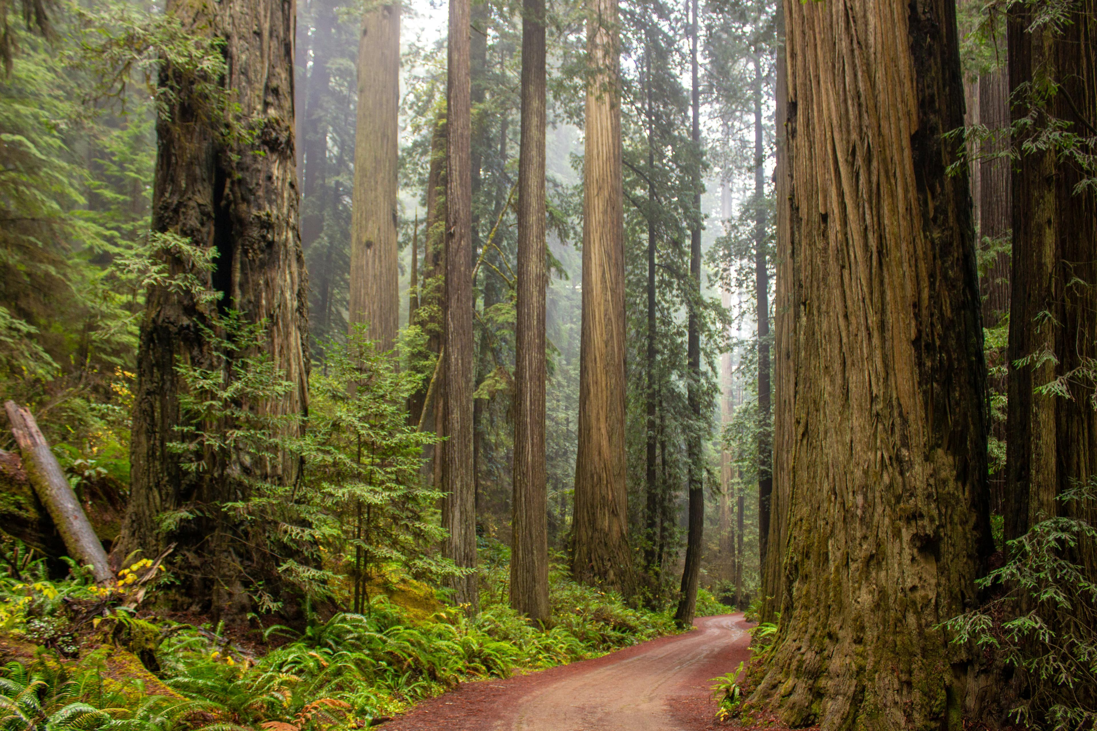 A path in the redwood forest